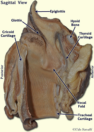 sheep Larynx labeled