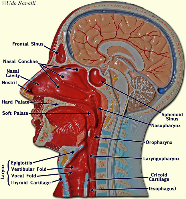 Half head model labeled