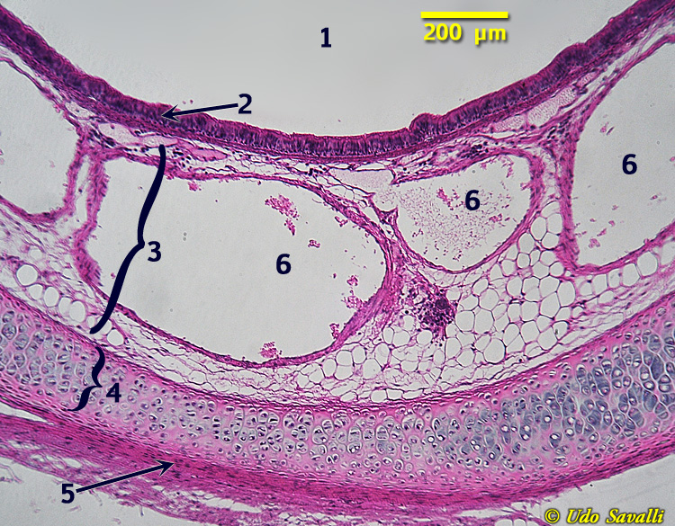 Trachea Histology 2