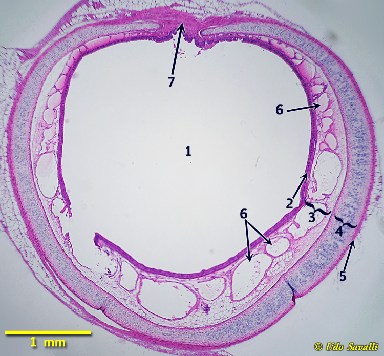 Trachea Histology 1