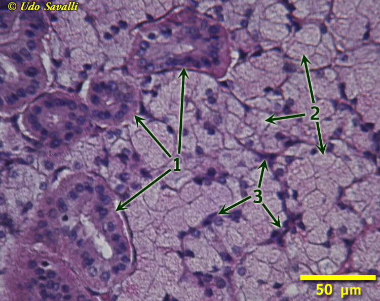 salivary gland Histology