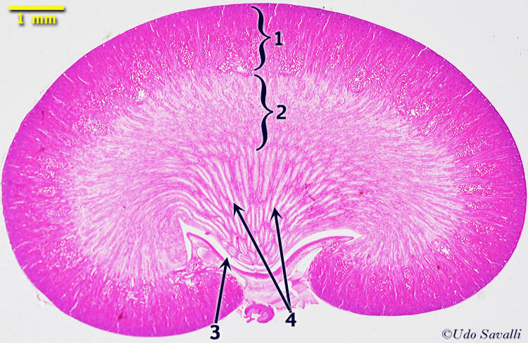 kidney Histology