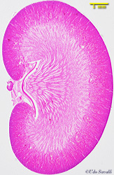 urinary histoloyg