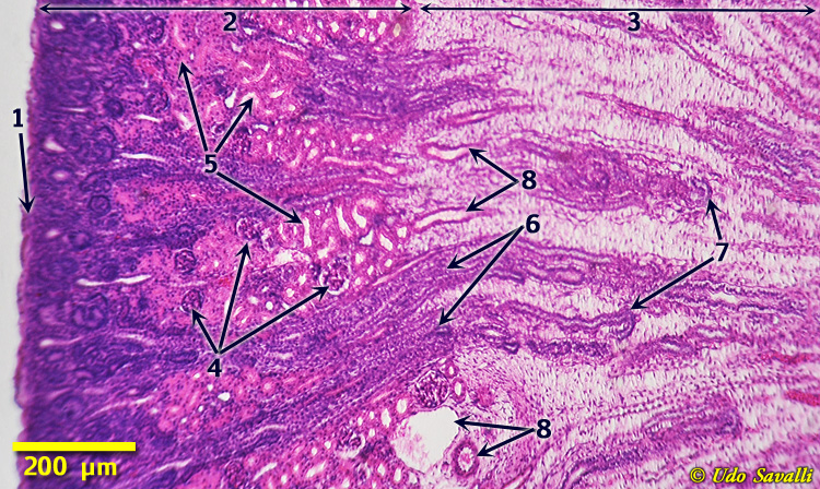 Kidney Histology