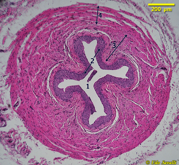 Ureter CS