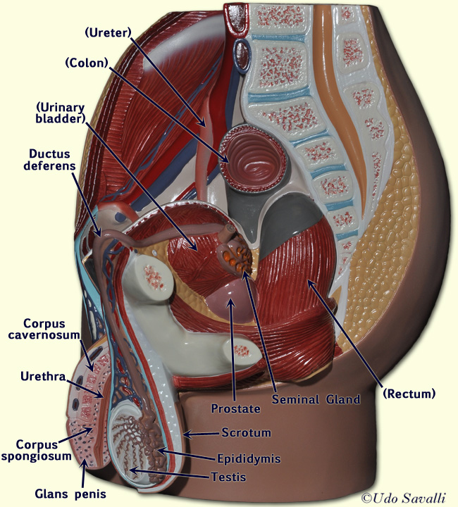 Male pelvis labeled