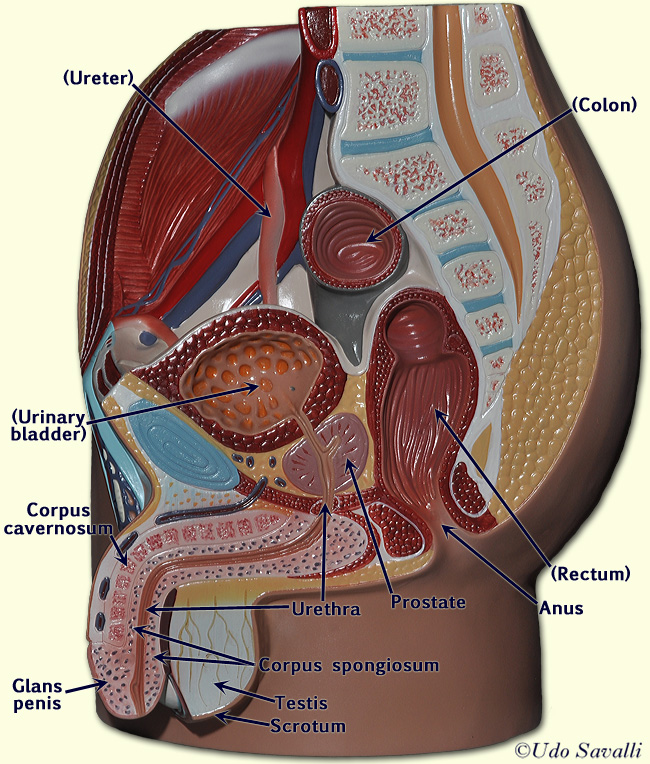 Male pelvis labeled