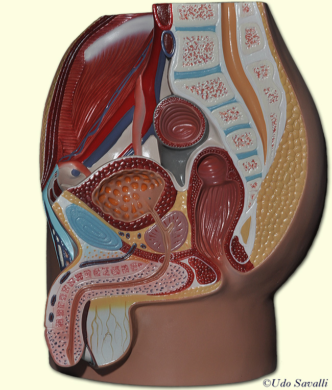 Male pelvis unlabeled