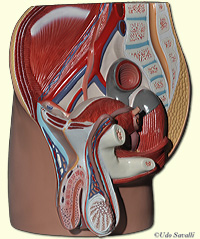 male reproductive Model