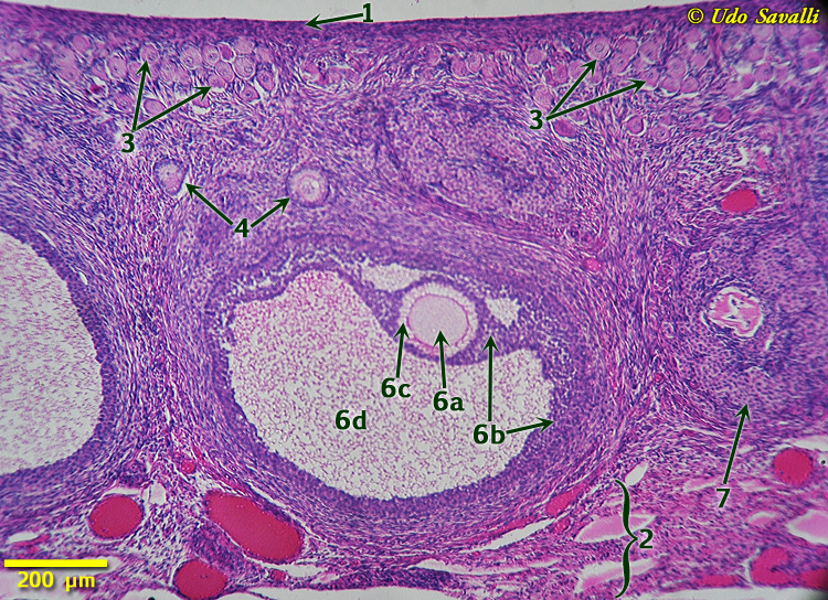 Ovary