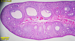 Female reproductive histology