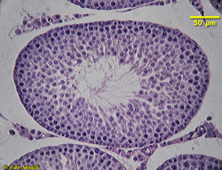 male reproductive histology
