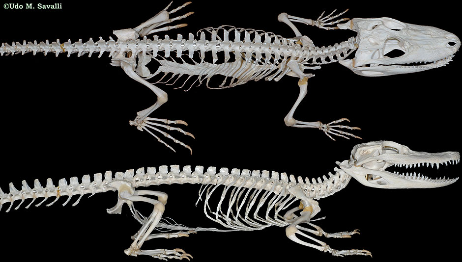 Alligator Skeleton plain