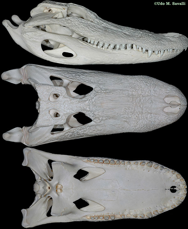 Alligator skull plain