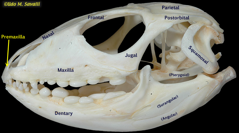 Northern Caiman Lizard skull label