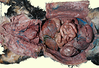 Cat dissection