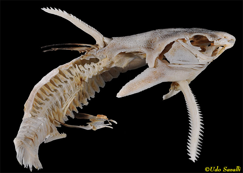 Catfish skeleton