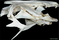 Catfish Skull