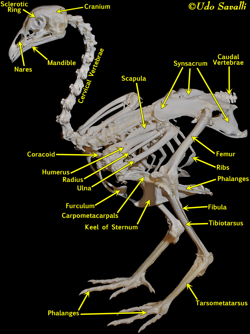 BIO370-Bird Skeleton