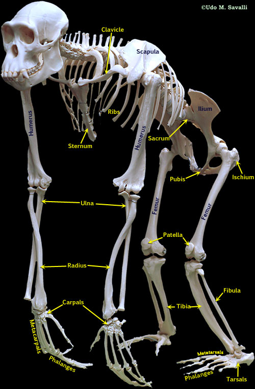 Locomotion of bipedal dinosaurs might be predicted from that of ground-running birds