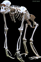 Hominid skeleton