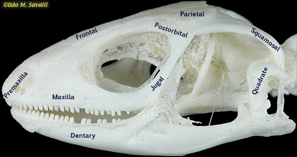 Lizard Skeleton Diagram