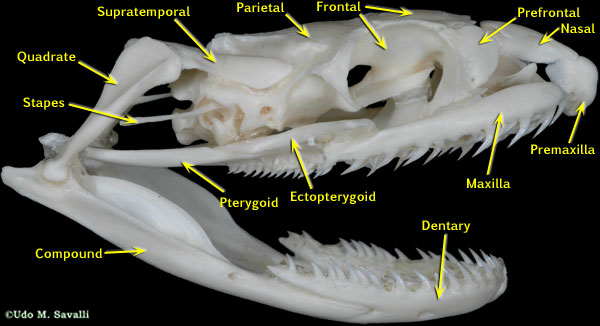 Colubrid skull labeled