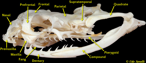 death adder skull Labeled