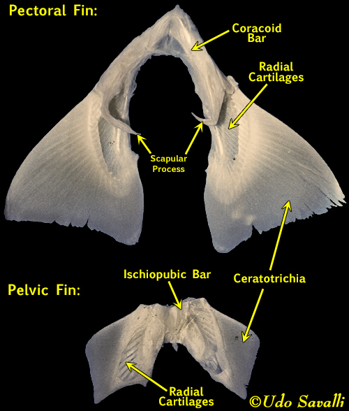 Shark Appendages labeled