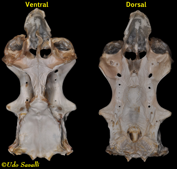 Shark cranium plain