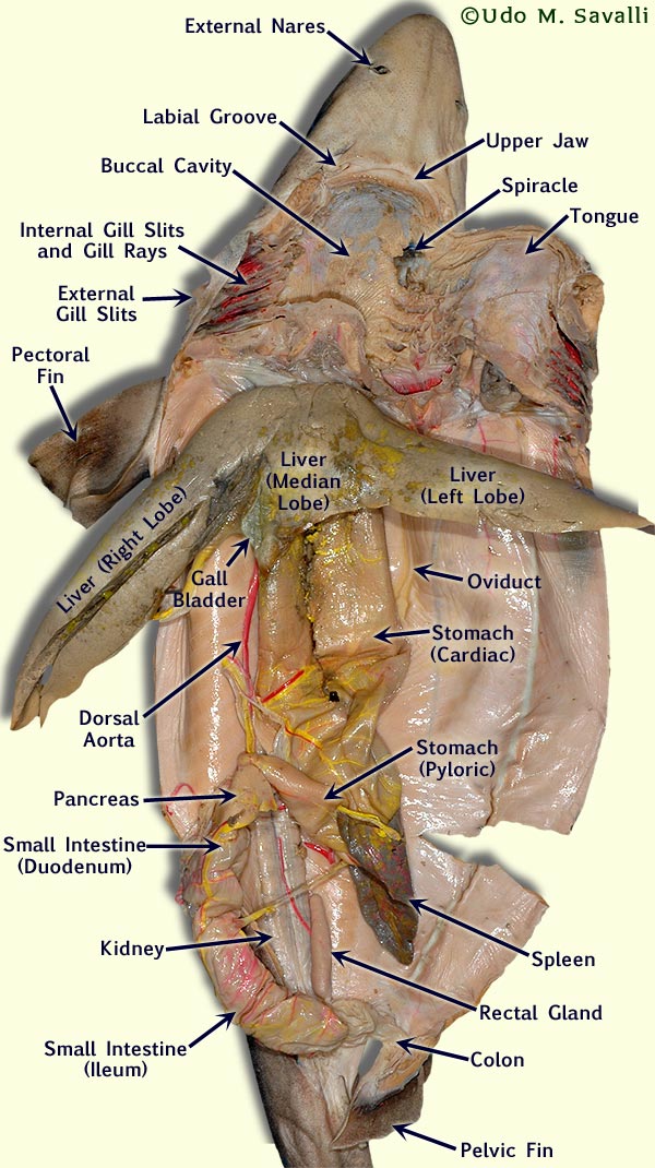 Dogfish+shark+dissection+pictures