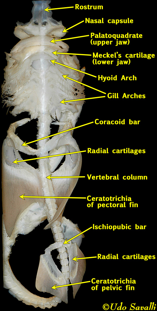 Shark skeleton labeled