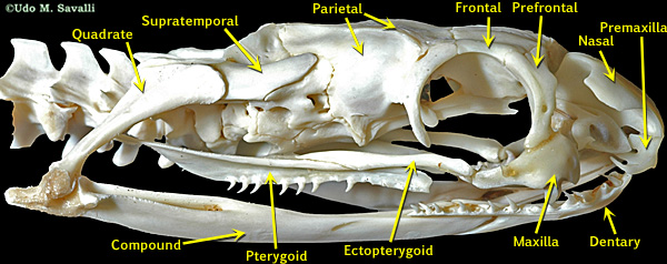 Elapid skull labeled
