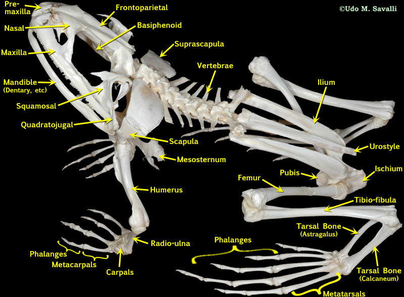 Frog skeleton labeled