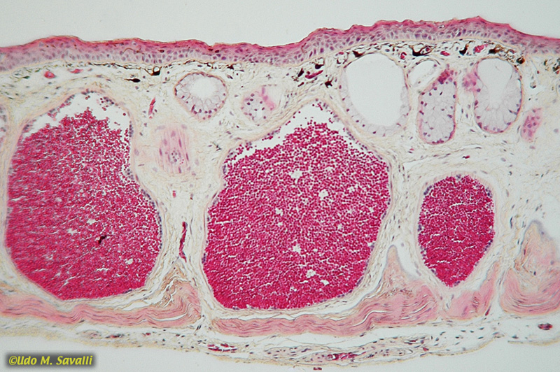 Frog skin cross section