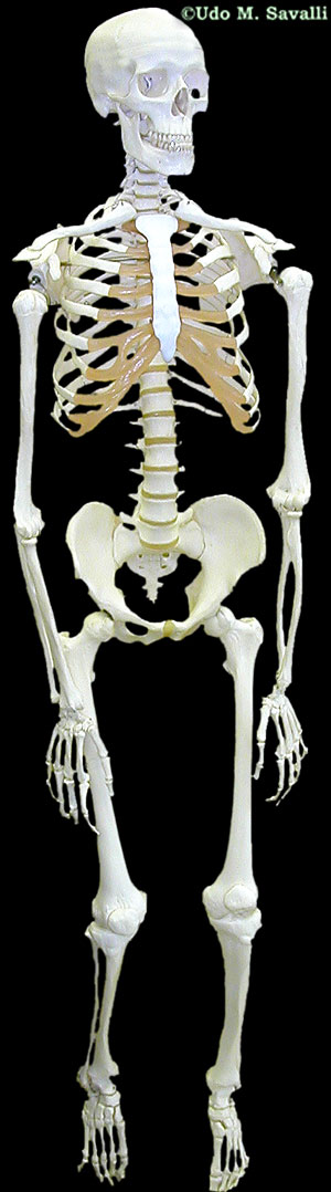 Human Skeleton plain