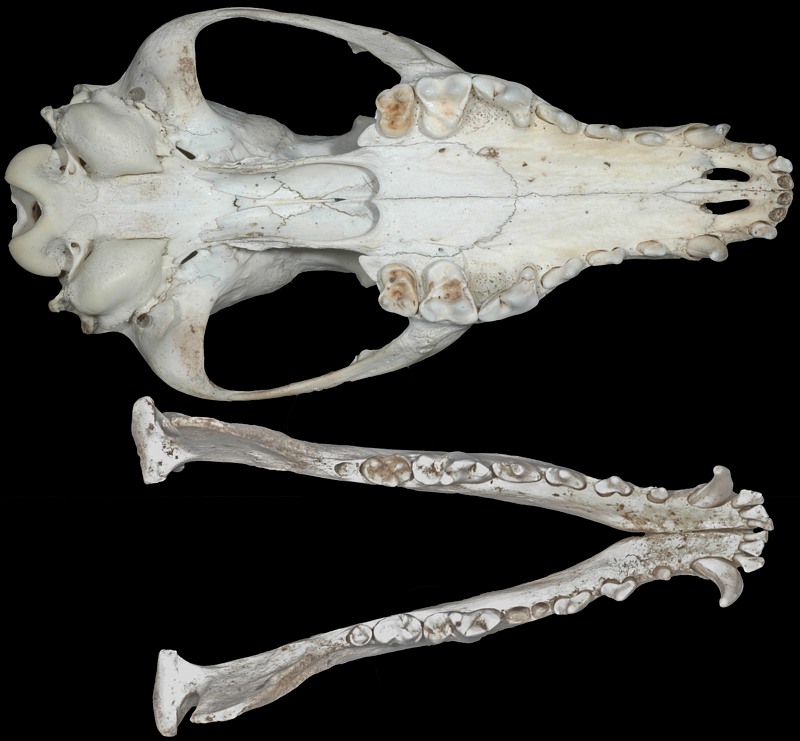 jackal Teeth
