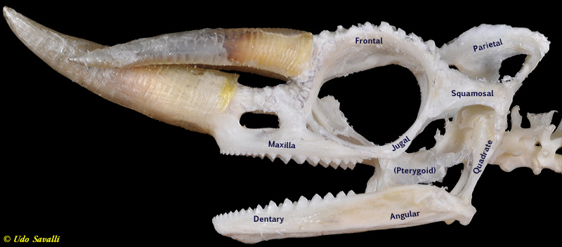 Jackson Chameleon skull labeled