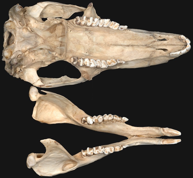 Kangaroo Teeth