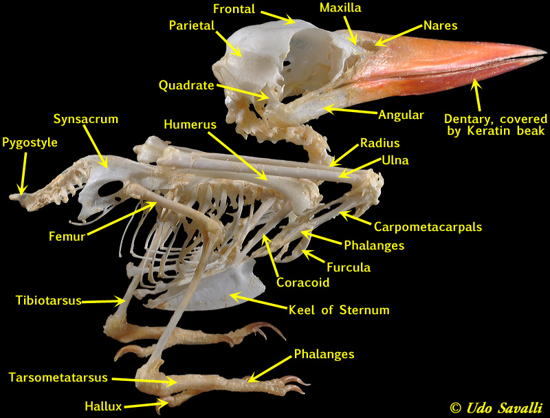 Kingfisher Skeleton Labeled