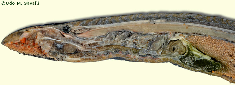 lamprey dissection diagram
