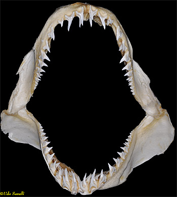 mako shark jaw