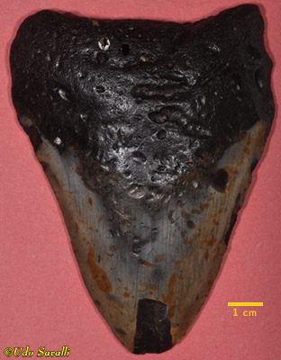 megalodon tooth