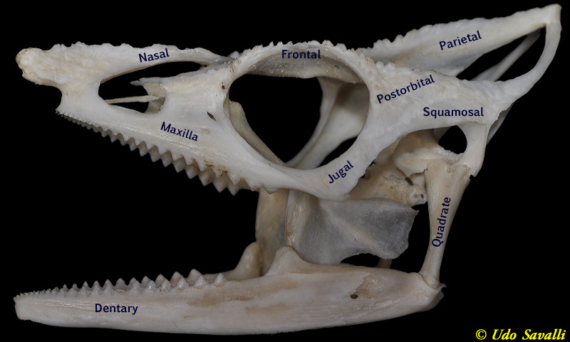 Meller Chameleon skull labeled
