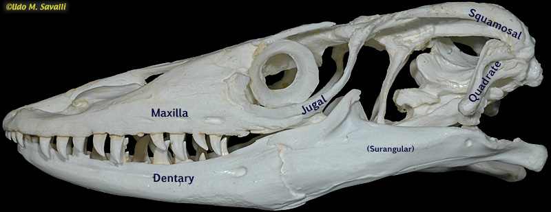 Water Monitor skull label