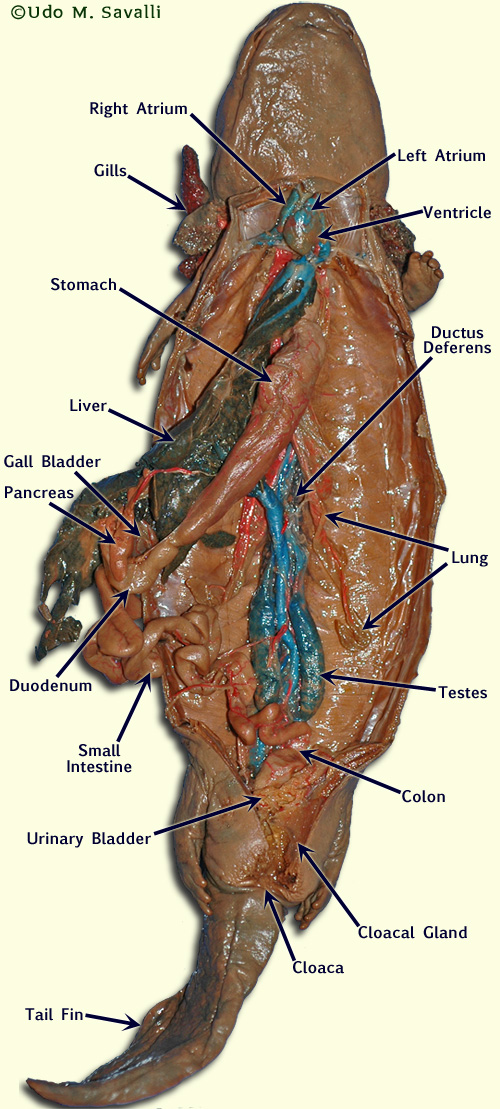 Mudpuppy labeled