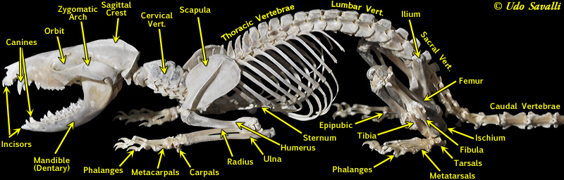 BIO370-Mammal Skeleton