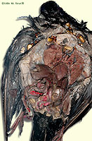 Pigeon dissection