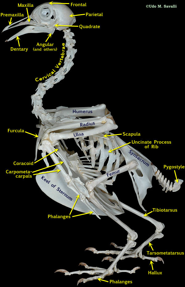 Pigeon Skeleton Labeled