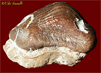 Ptychodus tooth